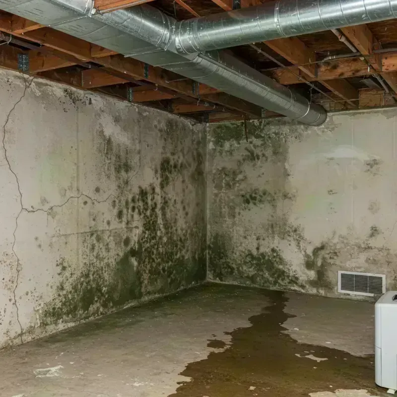 Professional Mold Removal in Melrose Park, IL